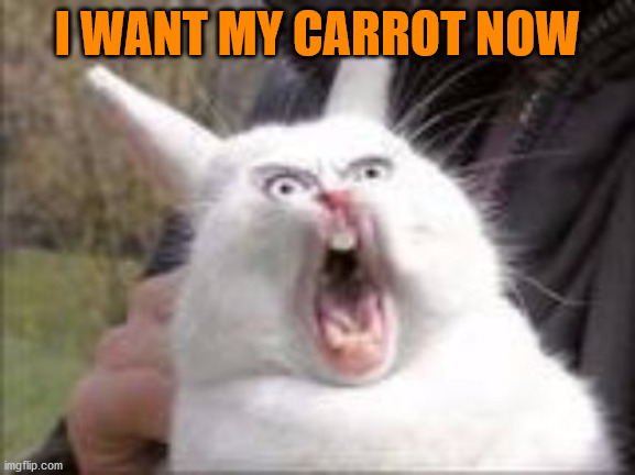 Hungry Rabbit | I WANT MY CARROT NOW | image tagged in hungry rabbit | made w/ Imgflip meme maker