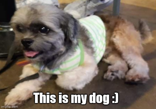 Sparky the dog | This is my dog :) | image tagged in dogs | made w/ Imgflip meme maker