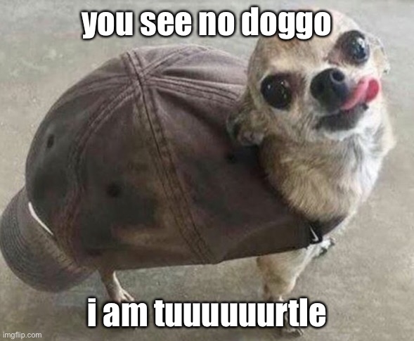 Funny Pet Meme #1 | you see no doggo; i am tuuuuuurtle | made w/ Imgflip meme maker