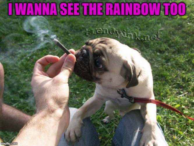 I WANNA SEE THE RAINBOW TOO | made w/ Imgflip meme maker