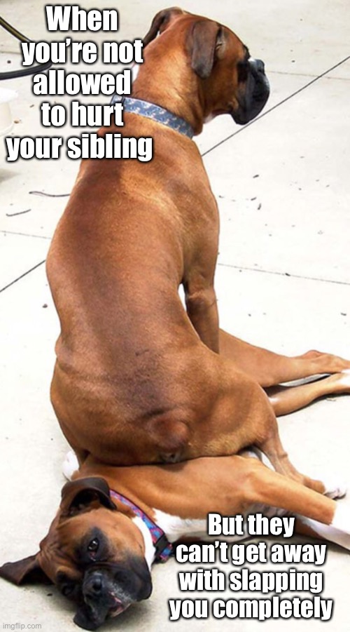 Funny Pet Meme #2 | When you’re not allowed to hurt your sibling; But they can’t get away with slapping you completely | made w/ Imgflip meme maker