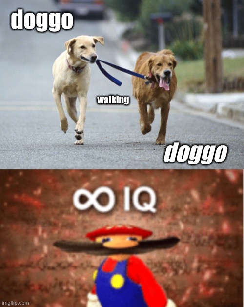 doggo; walking; doggo | image tagged in infinite iq | made w/ Imgflip meme maker