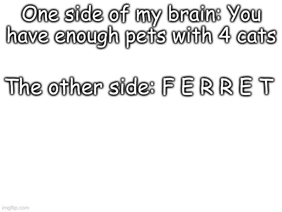 Blank White Template | One side of my brain: You have enough pets with 4 cats; The other side: F E R R E T | image tagged in blank white template | made w/ Imgflip meme maker