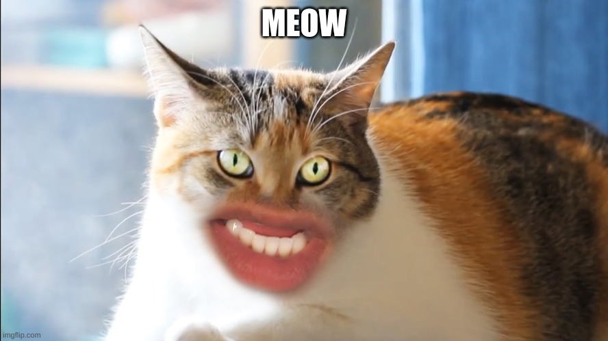 MEOW | made w/ Imgflip meme maker