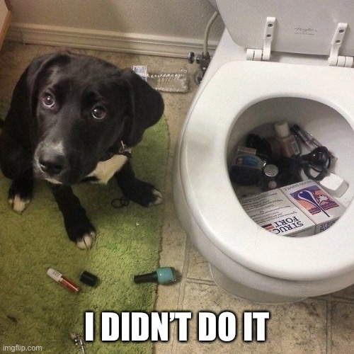Look At Those Sweet Guilty Eyes! | I DIDN’T DO IT | image tagged in funny memes,funny dog memes | made w/ Imgflip meme maker