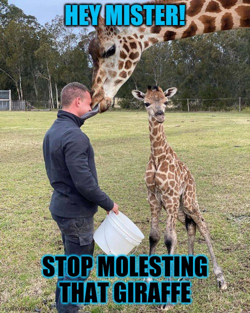 The reverse logic of the world today | HEY MISTER! STOP MOLESTING THAT GIRAFFE | image tagged in reverse logic | made w/ Imgflip meme maker