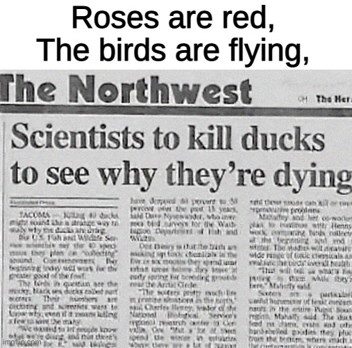 Roses are red, The birds are flying, | image tagged in memes,funny,roses are red violets are are blue | made w/ Imgflip meme maker