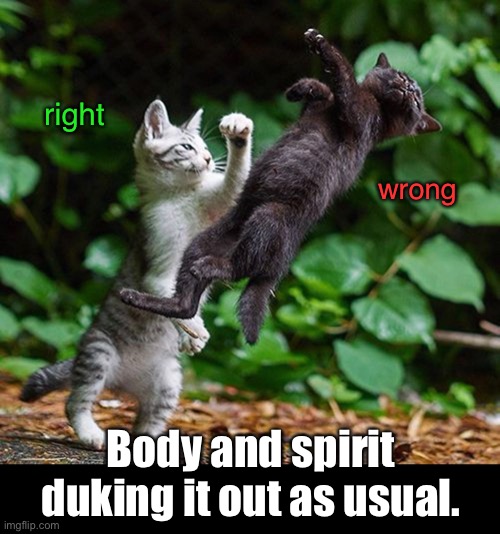 The inner battle between what I want and what I know is right. | right; wrong; Body and spirit duking it out as usual. | image tagged in funny memes,funny cat memes,cats | made w/ Imgflip meme maker