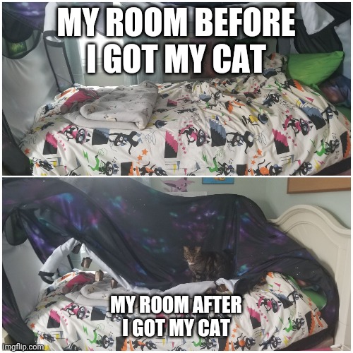 My cat | MY ROOM BEFORE I GOT MY CAT; MY ROOM AFTER I GOT MY CAT | image tagged in z_blixanis cat | made w/ Imgflip meme maker