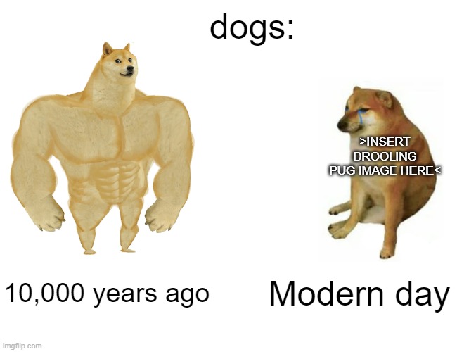 Buff Doge vs. Cheems Meme | dogs:; >INSERT DROOLING PUG IMAGE HERE<; 10,000 years ago; Modern day | image tagged in memes,buff doge vs cheems | made w/ Imgflip meme maker