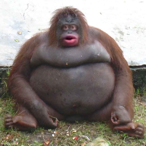 le monke | image tagged in le monke | made w/ Imgflip meme maker