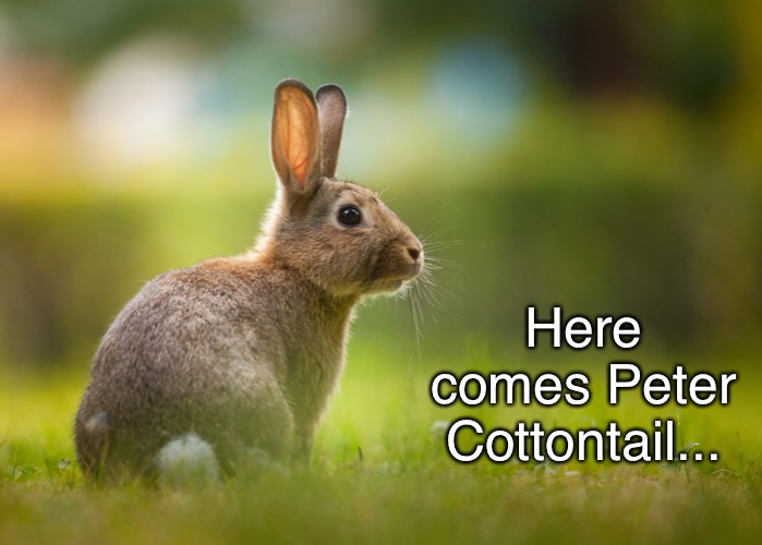 Here comes Peter Cottontail... | made w/ Imgflip meme maker