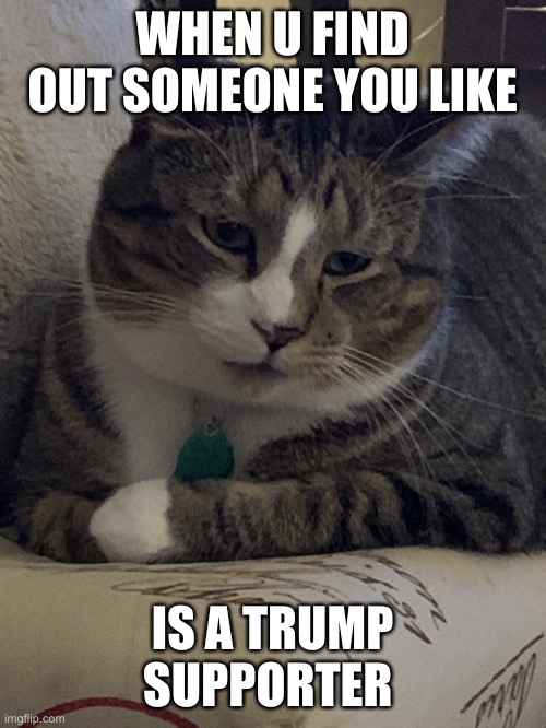 Disappointed | WHEN U FIND OUT SOMEONE YOU LIKE; IS A TRUMP SUPPORTER | image tagged in murrie the cat | made w/ Imgflip meme maker