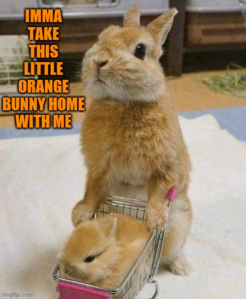 SHOPPING FOR BUNNIES | IMMA TAKE THIS LITTLE ORANGE BUNNY HOME WITH ME | image tagged in bunnies,rabbits,bunny | made w/ Imgflip meme maker