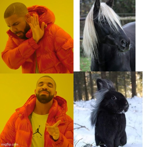 HORSE BUNNY | image tagged in memes,drake hotline bling,bunny,horse,rabbit | made w/ Imgflip meme maker