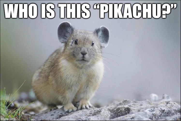 See, the animal is a pika... | WHO IS THIS “PIKACHU?” | image tagged in pika | made w/ Imgflip meme maker