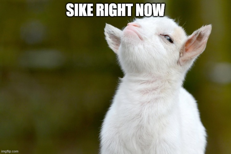 SIKE RIGHT NOW | image tagged in proud baby goat | made w/ Imgflip meme maker