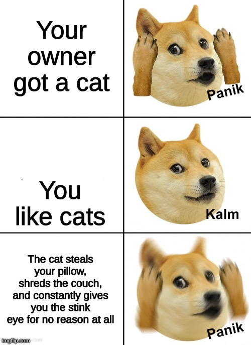 Doge Panik |  Your owner got a cat; You like cats; The cat steals your pillow, shreds the couch, and constantly gives you the stink eye for no reason at all | image tagged in doge panik | made w/ Imgflip meme maker