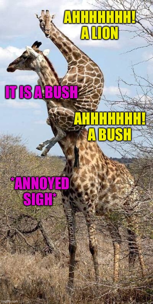 Funny Giraffe |  AHHHHHHH! A LION; IT IS A BUSH; AHHHHHHH! A BUSH; *ANNOYED SIGH* | image tagged in funny giraffe | made w/ Imgflip meme maker