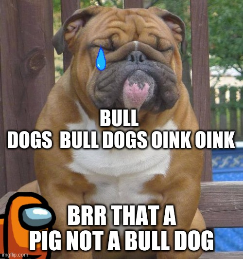 English bull dog | BULL
 DOGS  BULL DOGS OINK OINK; BRR THAT A PIG NOT A BULL DOG | image tagged in english bull dog | made w/ Imgflip meme maker