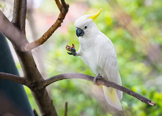 Cockatoo with a nut Blank Meme Template