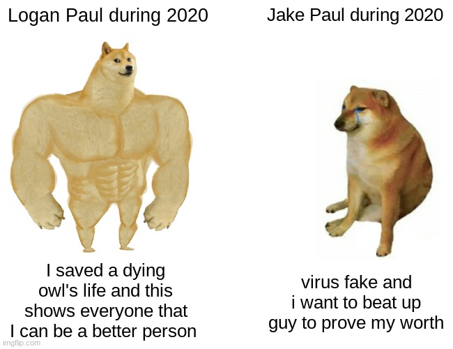 Logan Paul saves a dying animal's life while his brother was at his lowest this year | Logan Paul during 2020; Jake Paul during 2020; I saved a dying owl's life and this shows everyone that I can be a better person; virus fake and i want to beat up guy to prove my worth | image tagged in memes,buff doge vs cheems | made w/ Imgflip meme maker