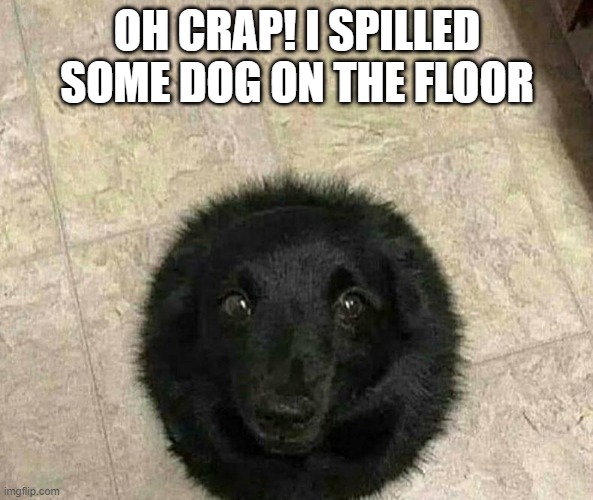 dog puddle | OH CRAP! I SPILLED SOME DOG ON THE FLOOR | image tagged in dogs,dog | made w/ Imgflip meme maker