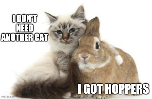 BEST FRIENDS | I DON'T NEED ANOTHER CAT; I GOT HOPPERS | image tagged in cats,bunny,cute animals,aww,funny cats | made w/ Imgflip meme maker