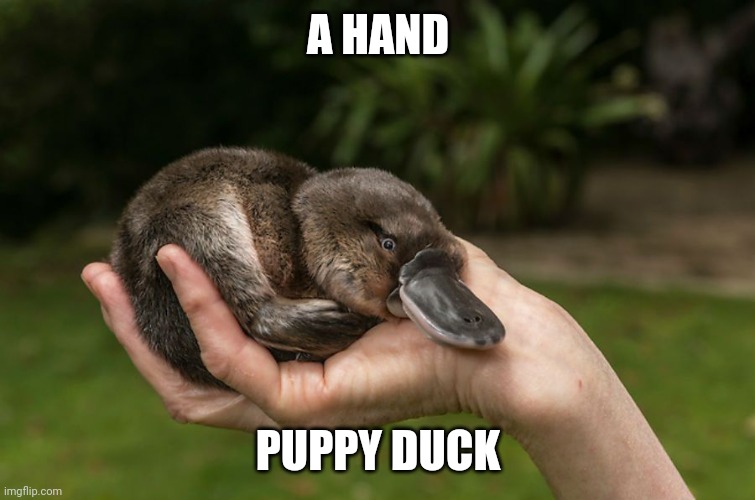 I WANT ONE | A HAND; PUPPY DUCK | image tagged in platypus,baby,aww,cute animals | made w/ Imgflip meme maker