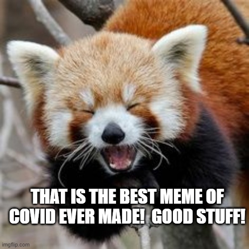 Rofl Red Panda | THAT IS THE BEST MEME OF COVID EVER MADE!  GOOD STUFF! | image tagged in rofl red panda | made w/ Imgflip meme maker