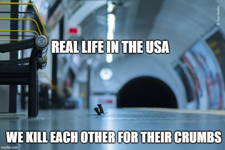 new usa | REAL LIFE IN THE USA; WE KILL EACH OTHER FOR THEIR CRUMBS | image tagged in usa | made w/ Imgflip meme maker