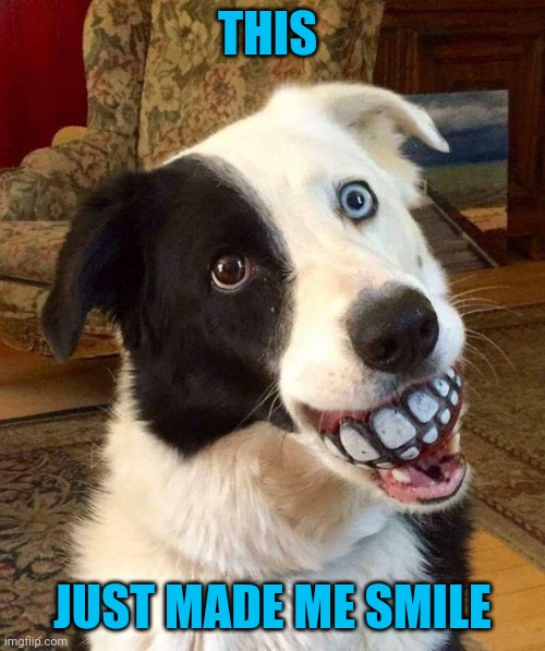 Smile | THIS; JUST MADE ME SMILE | image tagged in dogs,smile | made w/ Imgflip meme maker