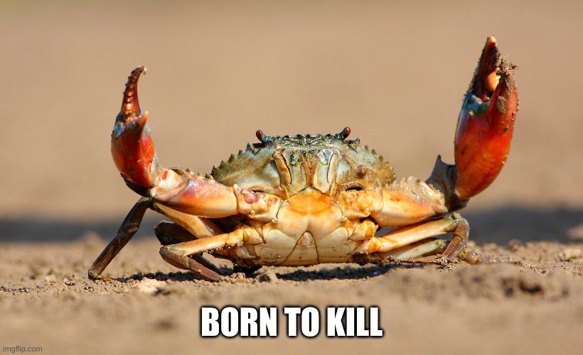 Born to Kill | BORN TO KILL | image tagged in crab,crab rave,crabs,funny,kill,animals | made w/ Imgflip meme maker
