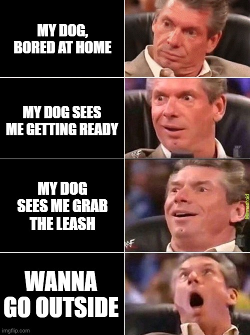 My dog when he sees me getting ready | MY DOG, BORED AT HOME; MY DOG SEES ME GETTING READY; MY DOG SEES ME GRAB THE LEASH; WANNA GO OUTSIDE | image tagged in dogs,pets | made w/ Imgflip meme maker