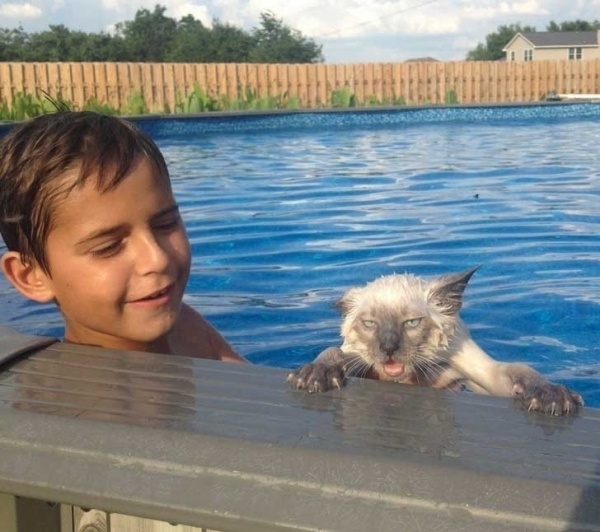 Wet Cat Blank Meme Template