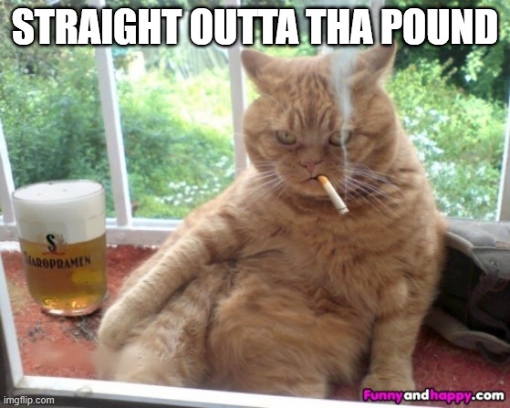 MAFIA THUG CAT | STRAIGHT OUTTA THA POUND | image tagged in mafia thug cat | made w/ Imgflip meme maker