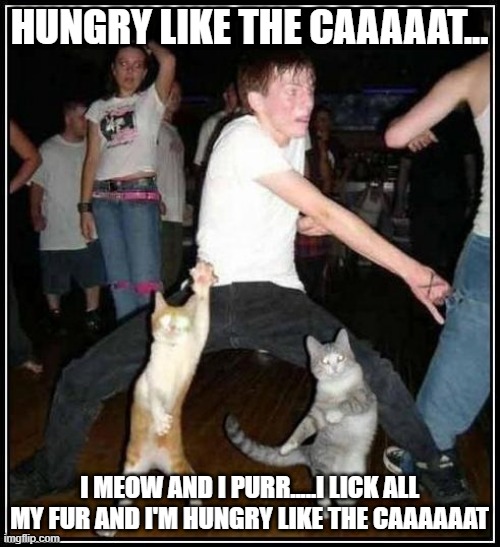 dancin'cats | HUNGRY LIKE THE CAAAAAT... I MEOW AND I PURR.....I LICK ALL MY FUR AND I'M HUNGRY LIKE THE CAAAAAAT | image tagged in dancin'cats | made w/ Imgflip meme maker