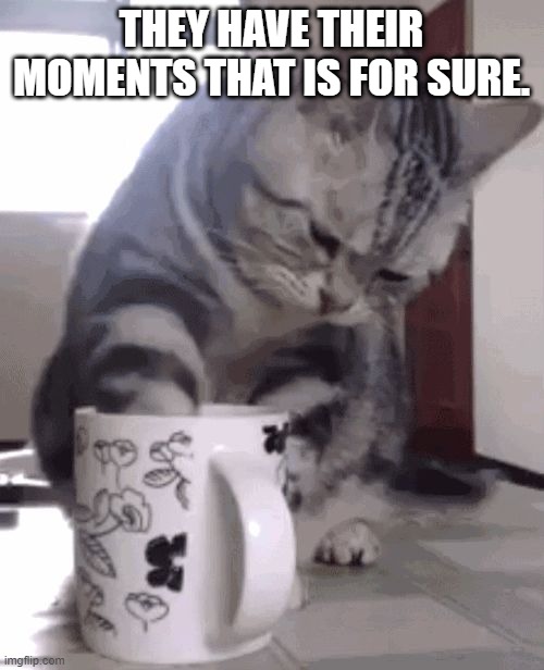 Why your coffee tastes bad | THEY HAVE THEIR MOMENTS THAT IS FOR SURE. | image tagged in why your coffee tastes bad | made w/ Imgflip meme maker