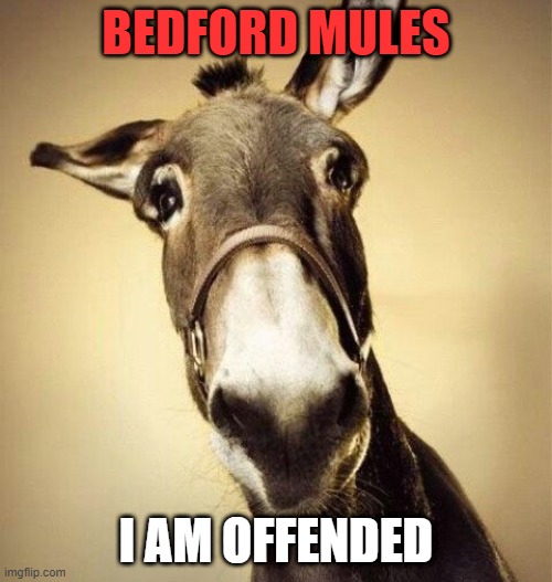 Bedford Mules | BEDFORD MULES; I AM OFFENDED | image tagged in mule | made w/ Imgflip meme maker