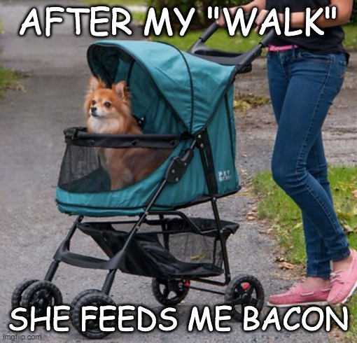 Best friend . . . or lord and master? | AFTER MY "WALK" SHE FEEDS ME BACON | image tagged in dogs,boss,ride,sweet ride | made w/ Imgflip meme maker