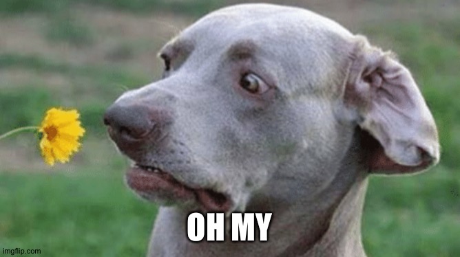 Disturbed dog | OH MY | image tagged in disturbed dog | made w/ Imgflip meme maker