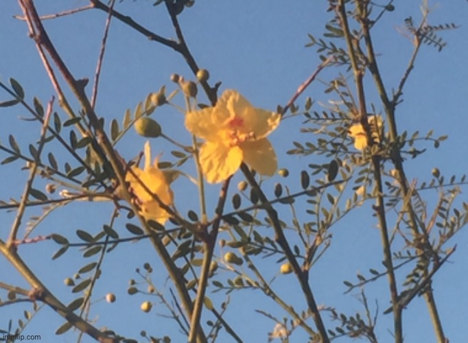 Pretty Yellow Blossoms | image tagged in yellow,flowers,blossoms,blue,sky | made w/ Imgflip meme maker