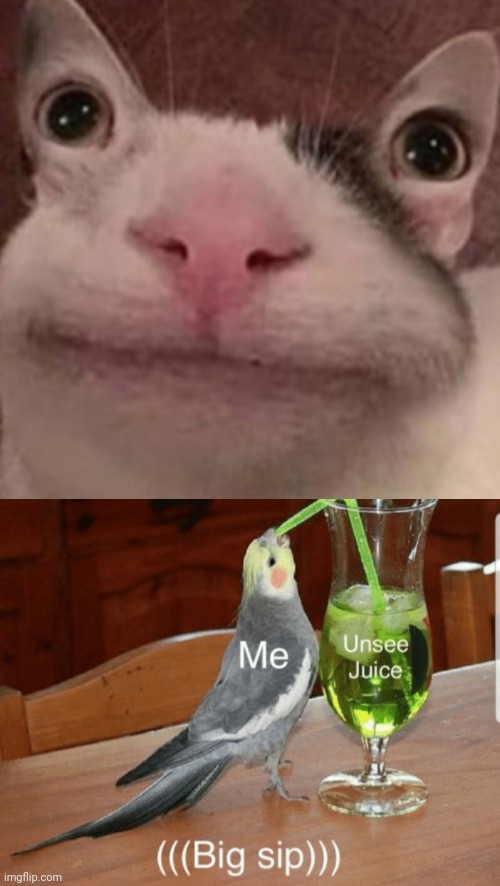 Im getting nightmares this night | image tagged in unsee juice,cats | made w/ Imgflip meme maker