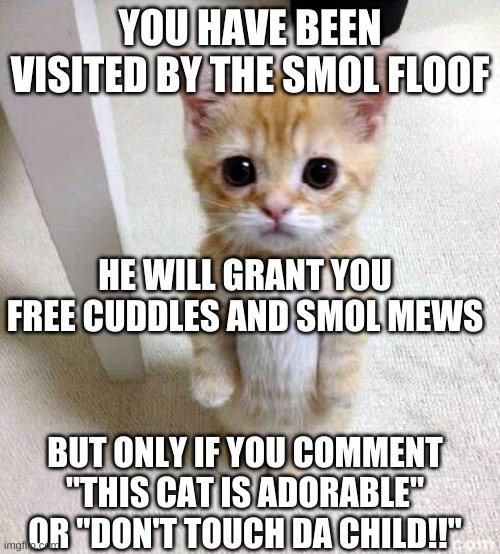 Cute Cat Meme - Imgflip