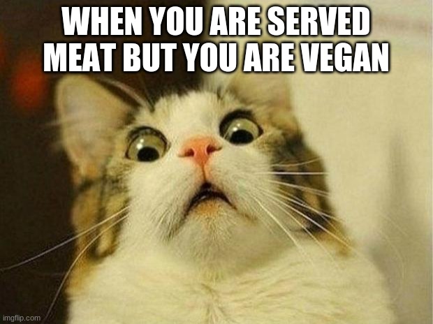 Scared Cat | WHEN YOU ARE SERVED MEAT BUT YOU ARE VEGAN | image tagged in memes,scared cat,cats,funny cats | made w/ Imgflip meme maker