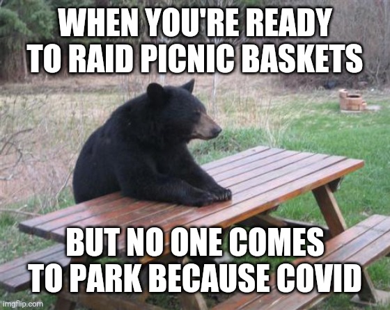 No picnic | WHEN YOU'RE READY TO RAID PICNIC BASKETS; BUT NO ONE COMES TO PARK BECAUSE COVID | image tagged in memes,bad luck bear | made w/ Imgflip meme maker
