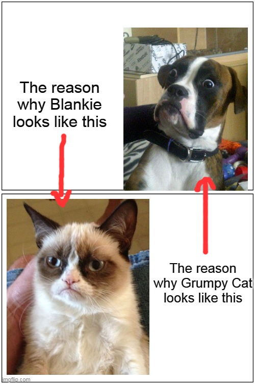 The reason why | The reason why Blankie looks like this; The reason why Grumpy Cat looks like this | image tagged in memes,blank comic panel 1x2,surprised dog,angry cat | made w/ Imgflip meme maker