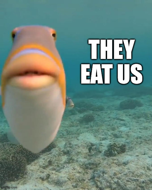staring fish | THEY EAT US | image tagged in staring fish | made w/ Imgflip meme maker