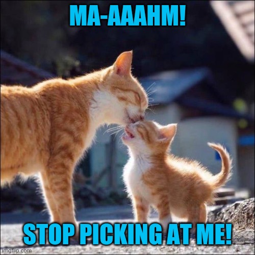 Moms will be moms | MA-AAAHM! STOP PICKING AT ME! | image tagged in cats,mom | made w/ Imgflip meme maker