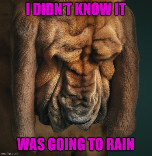 I DIDN'T KNOW IT WAS GOING TO RAIN | made w/ Imgflip meme maker